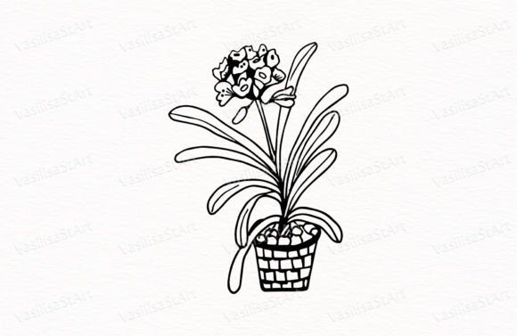 Download Valotta, Potted Flower - Premium Resources