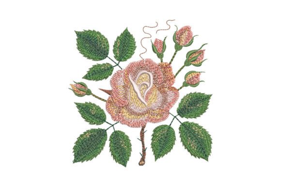 Download Tea Rose - Premium Resources