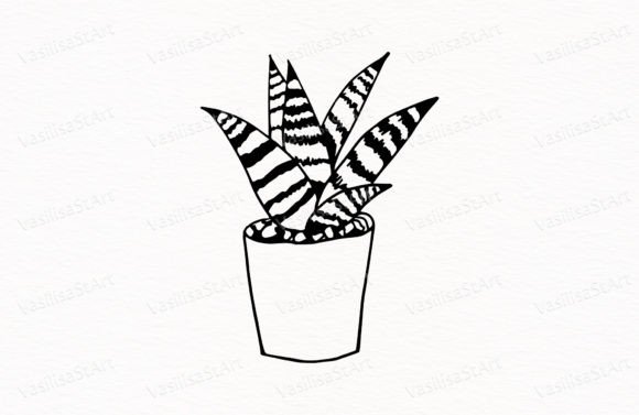Download Sansevieria, Potted Flower - Premium Resources