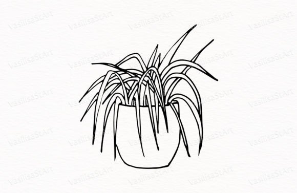 Download Chlorophytum, Potted Flower - Premium Resources